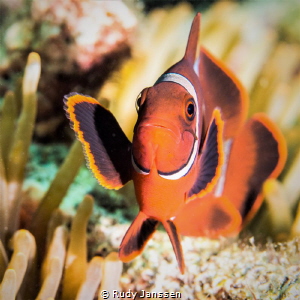 Tomato clownfish by Rudy Janssen 